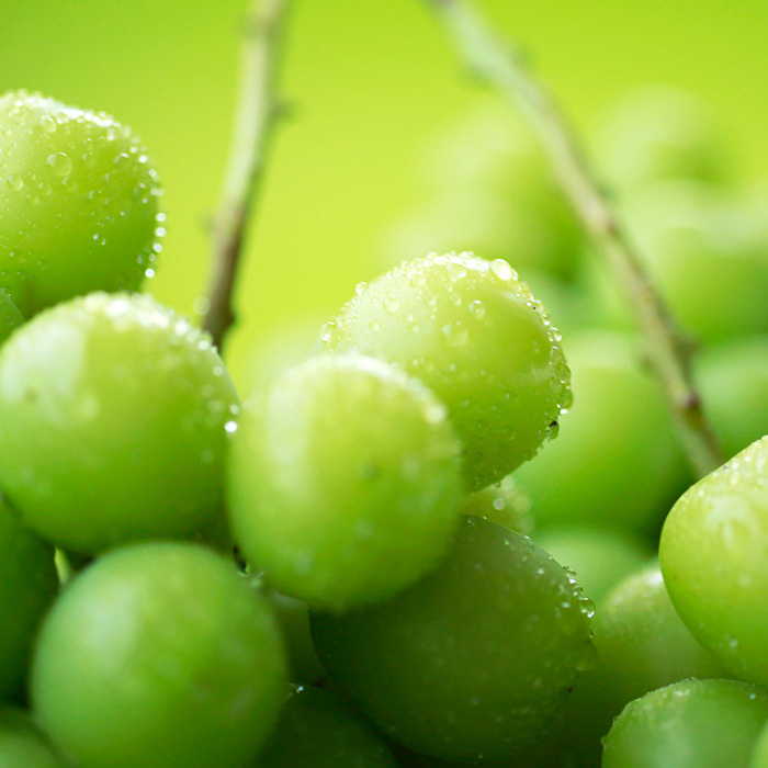 シャインマスカットの販売