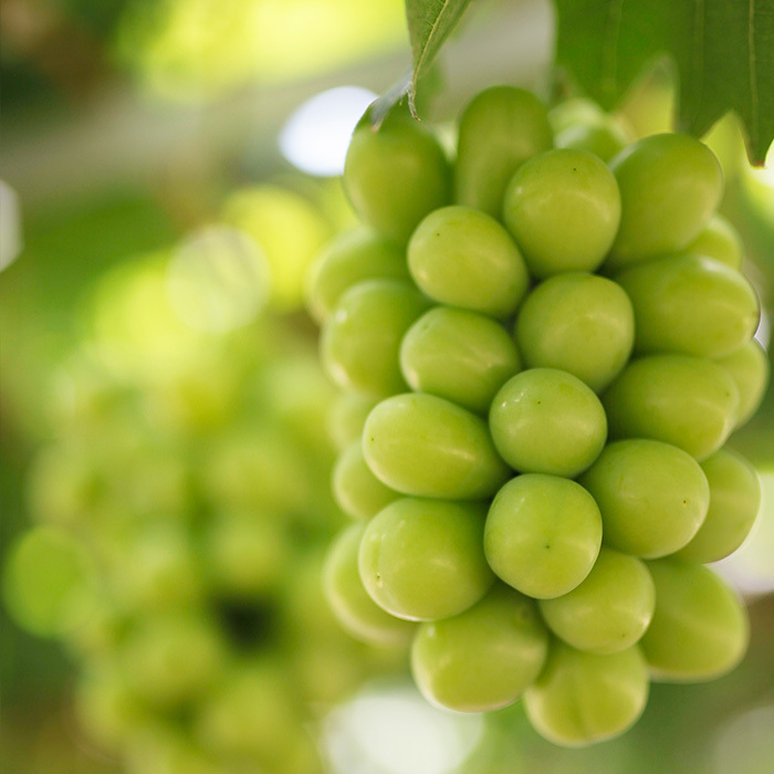 木熟ぶどうをお届け