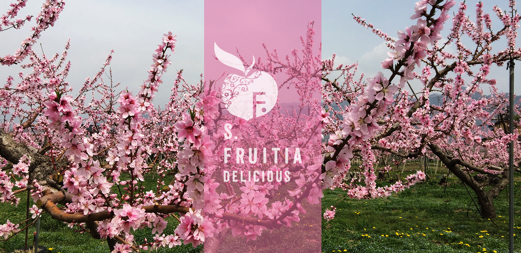 真夏のご馳走果実を取り寄せ