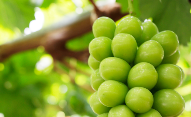 高糖度のシャインマスカット