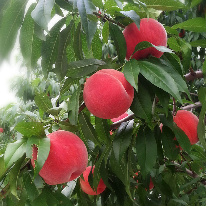 木で完熟する桃の通販