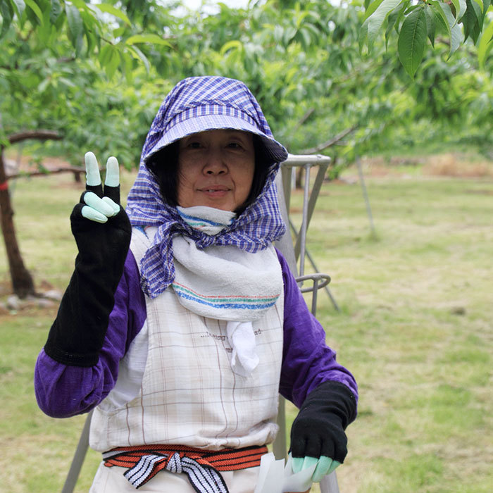 桃農家作業風景