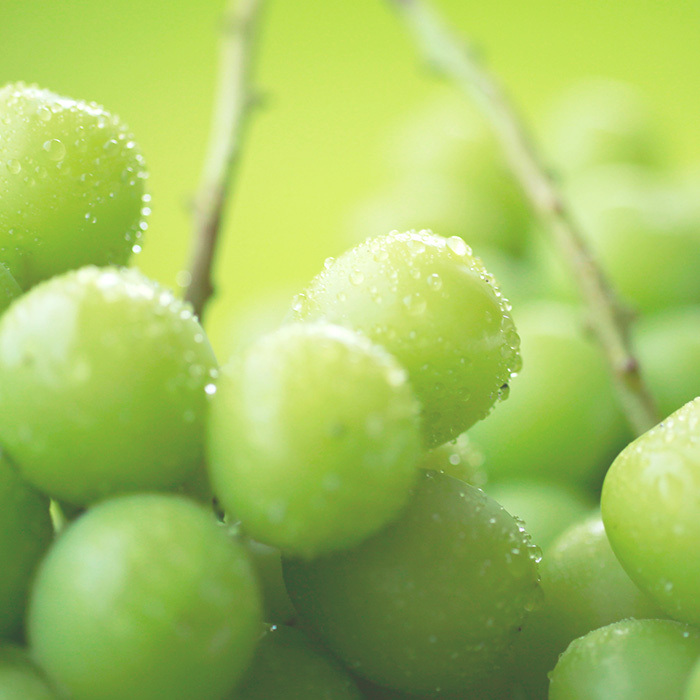 シャインマスカットの販売