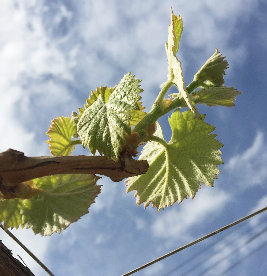 元気に育つ美味しいぶどう
