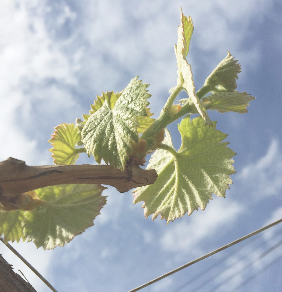 元気に育つ美味しいぶどう